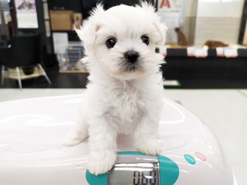 成犬時の体重は4kg前後になると予想 | MIX犬 （119227） - 梅島店
