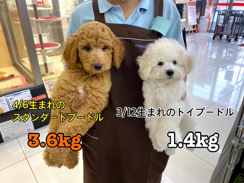 生後2ヶ月がすぎた6月10日の健康診断で体重が3.6kg | スタンダード・プードル （6130918） - 大倉山店