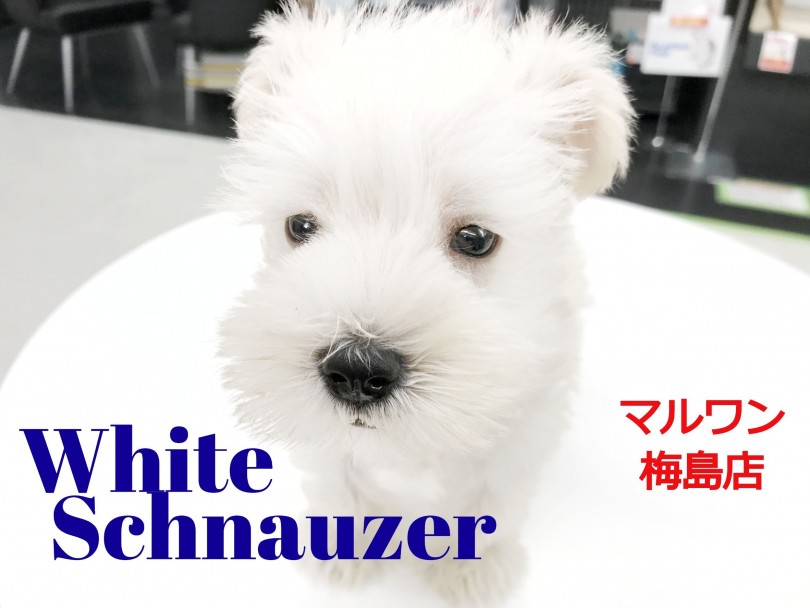 【 ミニチュア・シュナウザー 】幸せを運ぶ！純白のウエディングカラー！