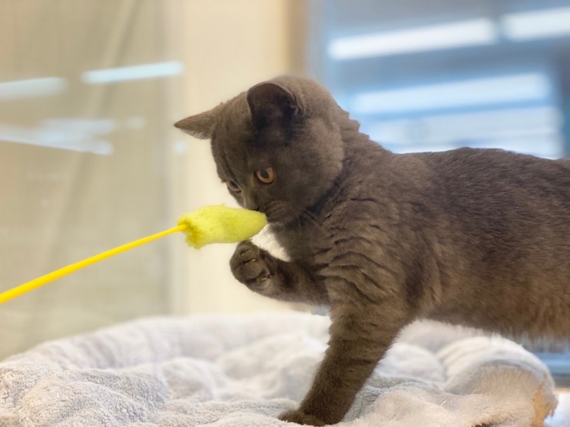 成猫でも一緒に遊びたい方にオススメです | ブリティッシュショートヘア （311934） - 港北ニュータウン店