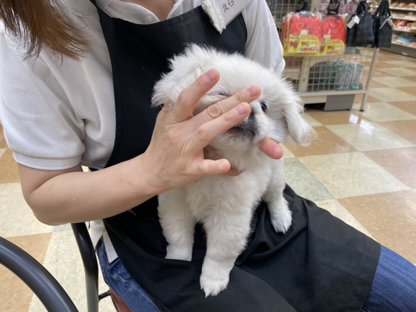 お手入れ中のぺキくん | ペキニーズ （118427） - 城山店
