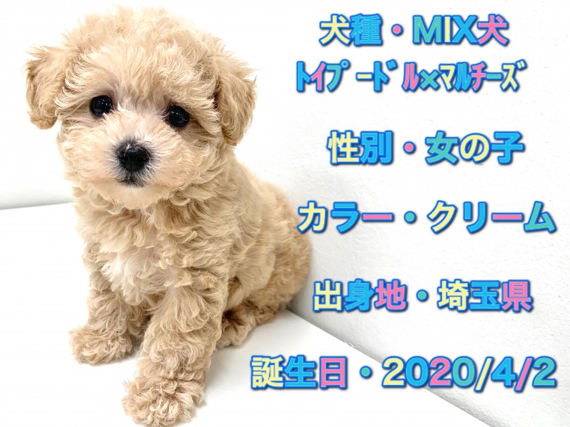 マルプーちゃんのパーソナルデータ | MIX犬 （150081） - 東川口店