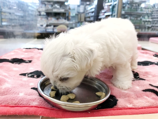 ミックスちゃんもご飯は大好き！ | MIX犬 （119227） - 梅島店