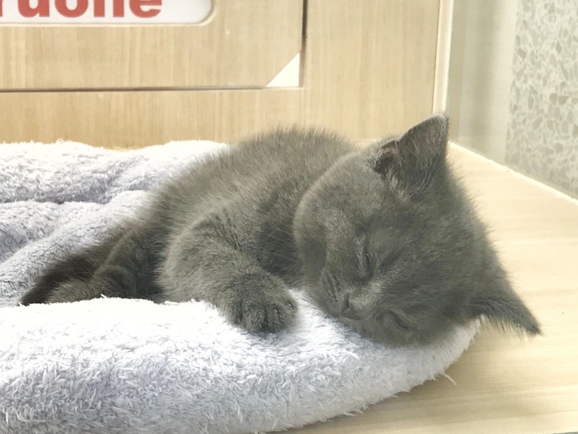 温厚で人なつっこいスコティッシュちゃんと、お家でまったりすごしてみませんか？ | スコティッシュフォールド （119220） - 梅島店