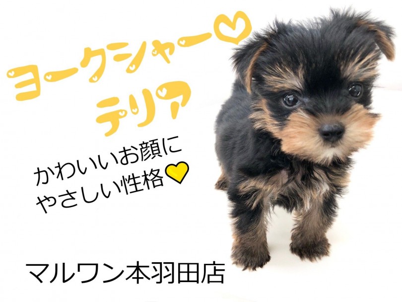 【 ヨークシャーテリア 】手乗りサイズの激かわヨークシャーテリア登場！