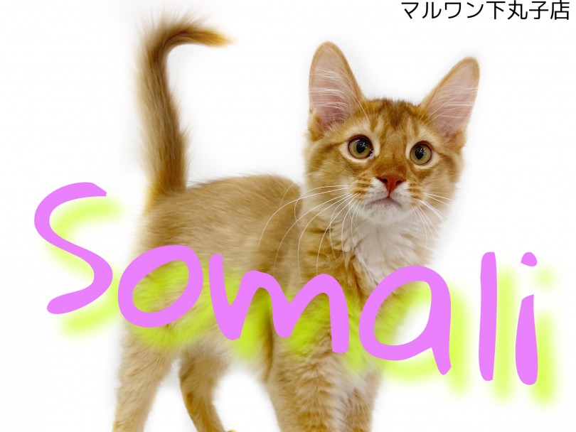 【 ソマリ 】超絶甘えん坊なソマリとまったりお家時間を過ごそう‼︎