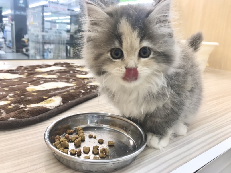 ご飯の最中でもカメラ目線は忘れませんっ(笑) | サイベリアン (914558) - 志村坂下店