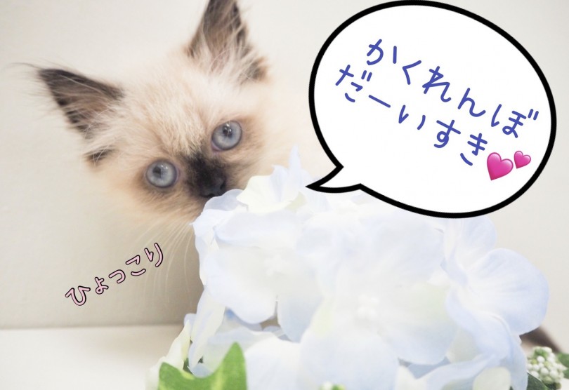 ひょっこりお顔を出す表情 | ヒマラヤン （150092） - 東川口店