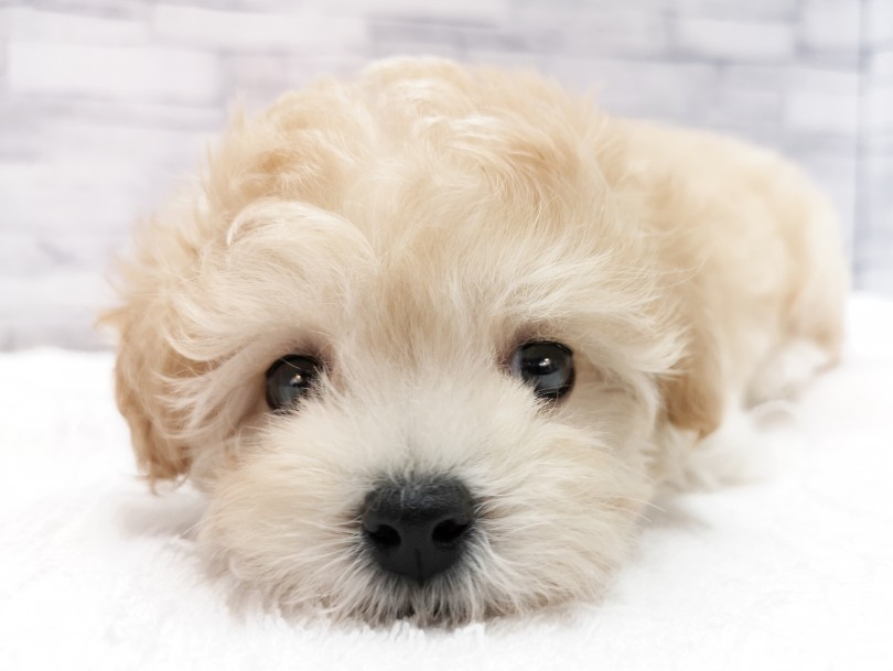 大きな黒いおめめがチャームポイントのマルプーちゃん！ | MIX犬 （412903） - さいたま 武蔵浦和店