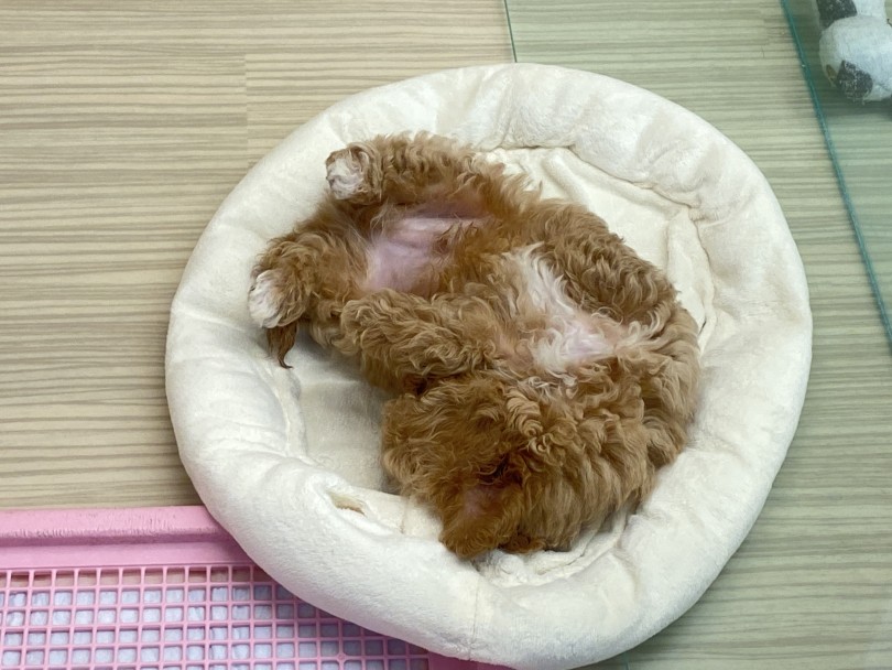 素敵な飼い主様との出会いをお待ちしております | MIX犬 （6130927） - 大倉山店