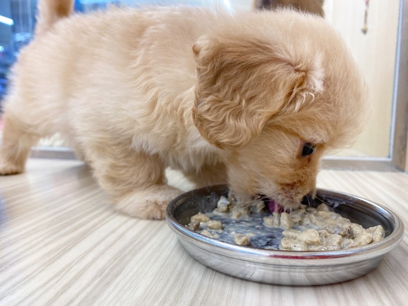 食欲旺盛なのは健康な証拠 | MIX犬 （6130926） - 大倉山店