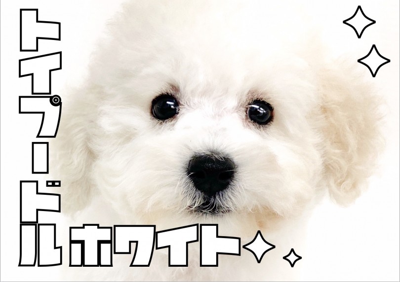 【 トイプードル 】全身真っ白！！毛量抜群の3頭身ボディが超可愛い！！