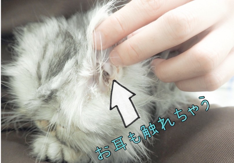お耳も触れます | スコティッシュフォールド （150053） - 東川口店