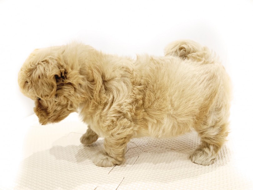 ポテポテ歩きのドワーフ体型 | MIX犬 （11683） - 横浜 白楽店