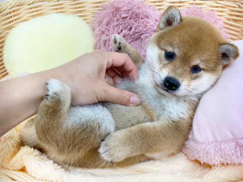 なんだか偉そうなポージング・・・（笑） | 柴犬 （6130923） - 大倉山店