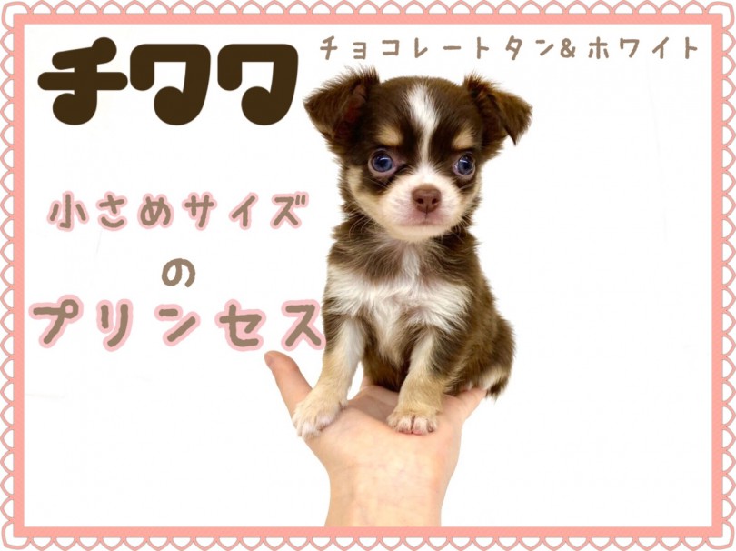 【 チワワ 】小さめ！スクエア！プレミア級のチョコレートタンホワイトの女の子