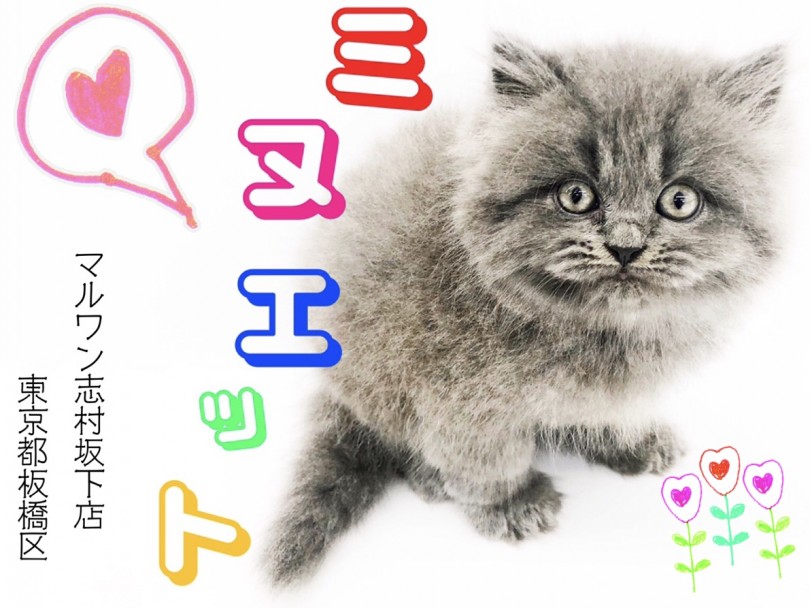 【 ミヌエット 】触り心地最高！癒しボディのプリンス登場です！