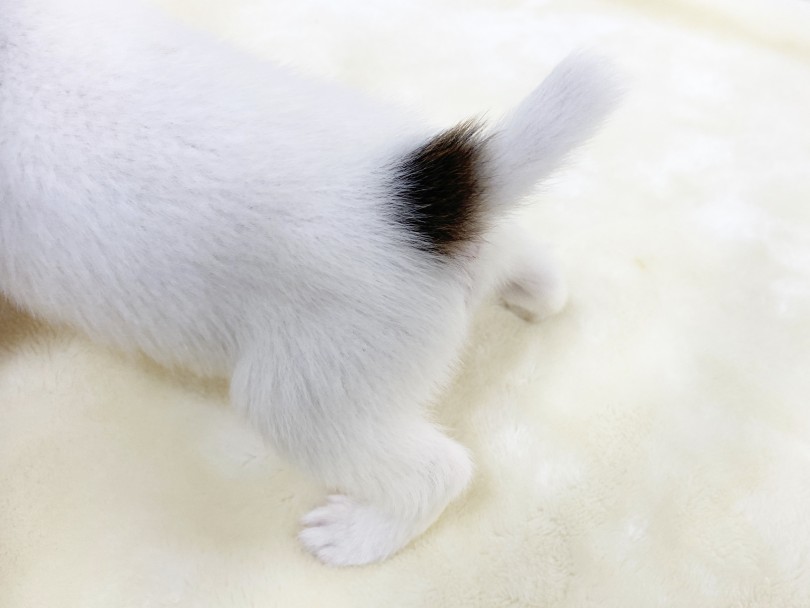 お店に来た日から扉を開けると尻尾をフリフリ♪ | ジャックラッセルテリア （6130924） - 大倉山店