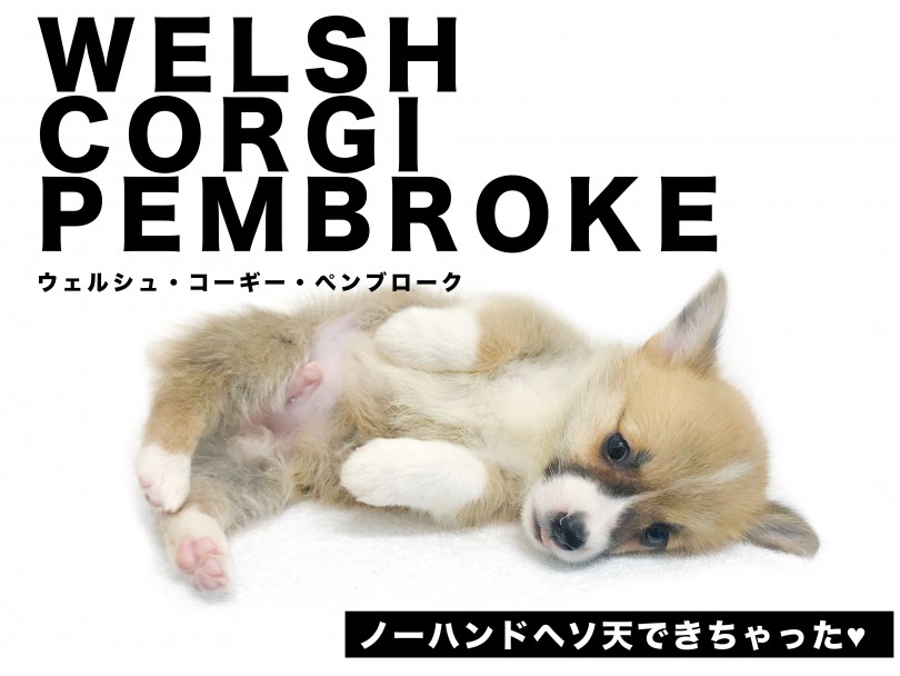 【 ウェルシュ・コーギー 】従順ポテンシャルが半端ない！秘技ノーハンドへそ天！