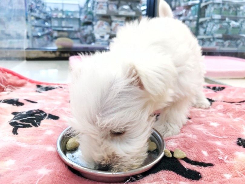 現在のフードはロイヤルカナン社の子犬用フード（ミニインドアパピー） | ミニチュア・シュナウザー （119226） - 梅島店