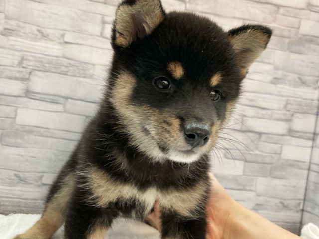 胸にある茶色のライン状の模様もとってもおしゃれ！ | 柴犬 （412905） - さいたま 武蔵浦和店