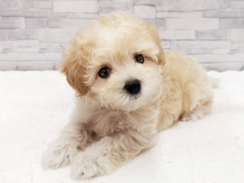 トイ・プードルやチワワと並ぶ人気のマルプーちゃん | MIX犬 （412903） - さいたま 武蔵浦和店