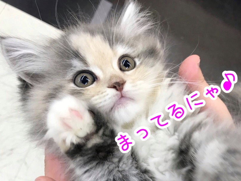 お店でお待ちしております! | サイベリアン (914558) - 志村坂下店