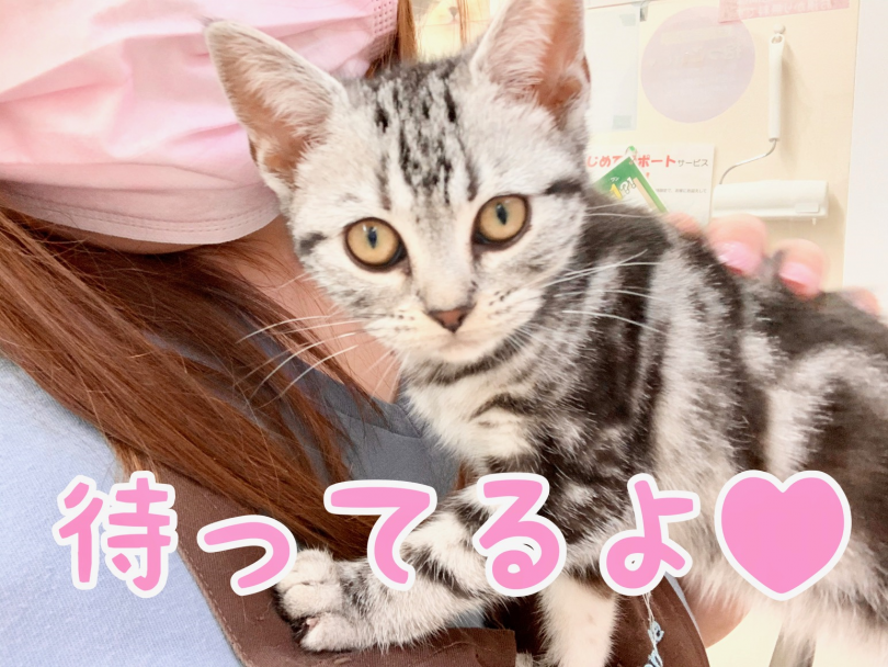 人懐っこいアメリカンショートヘアちゃんはとっても飼いやすい | アメリカンショートヘア （014301） - 東日暮里店