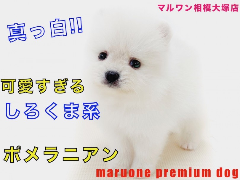 【 ポメラニアン 】真っ白＆小さめのシロクマ系ポメ！笑顔を振りまくアイドル犬！