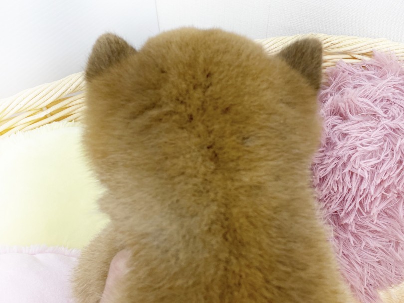 個人的にお耳は小さくて分厚いのが好み | 柴犬 （6130923） - 大倉山店