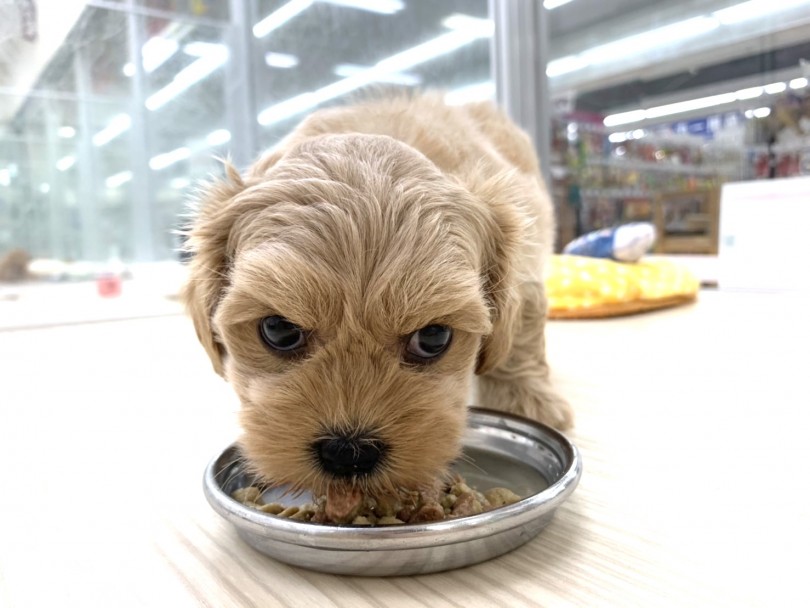 大好きなご飯タイムはしっぽブンブン！ | MIX犬 （713716） - 鶴見店