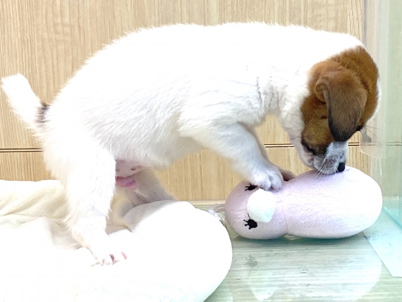 被毛の種類は3種類 生後半年くらいまでどのタイプか分からない楽しみ♡ | ジャックラッセルテリア （6130924） - 大倉山店