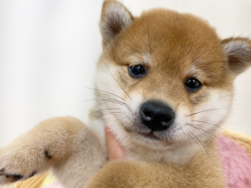 まんまるのお顔と垂れ目のヘタレ顔 | 柴犬 （6130923） - 大倉山店