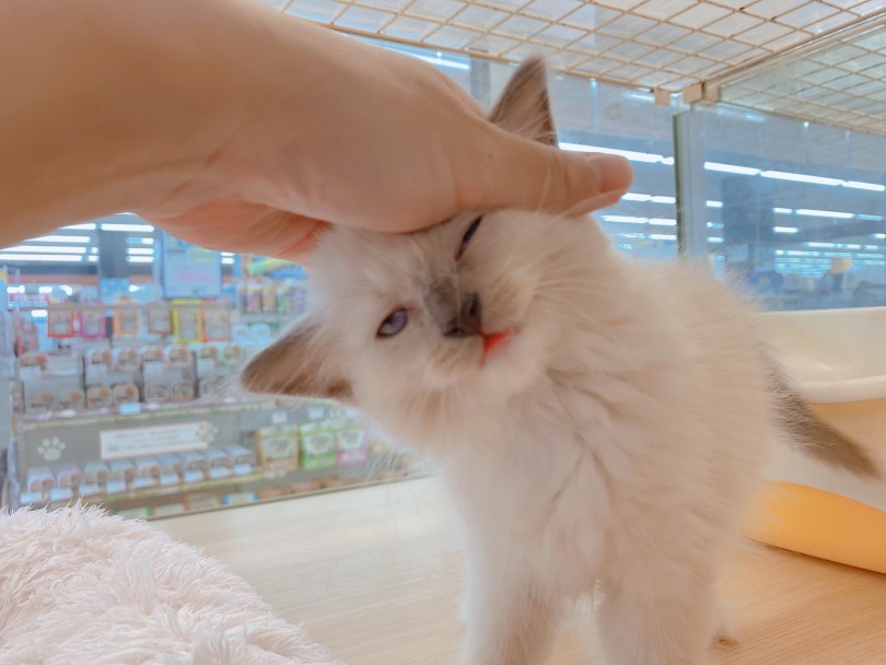 猫ちゃんはデリケート？まさかの環境慣れにびっくり！！ | ラグドール （6130935） - 大倉山店