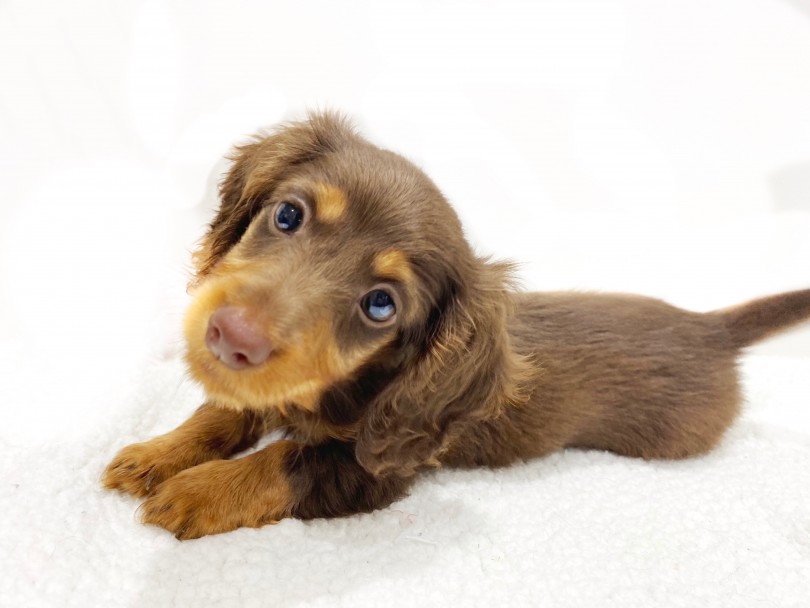 初めてわんちゃんを迎える方にとてもおすすめ犬種 | ミニチュア・ダックスフント (11689) - 横浜 白楽店