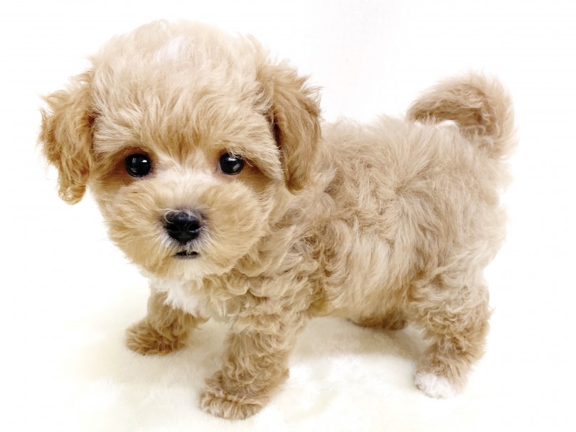 頭でっかちのショートボディがぬいぐるみ感満載 | MIX犬 （6130927） - 大倉山店