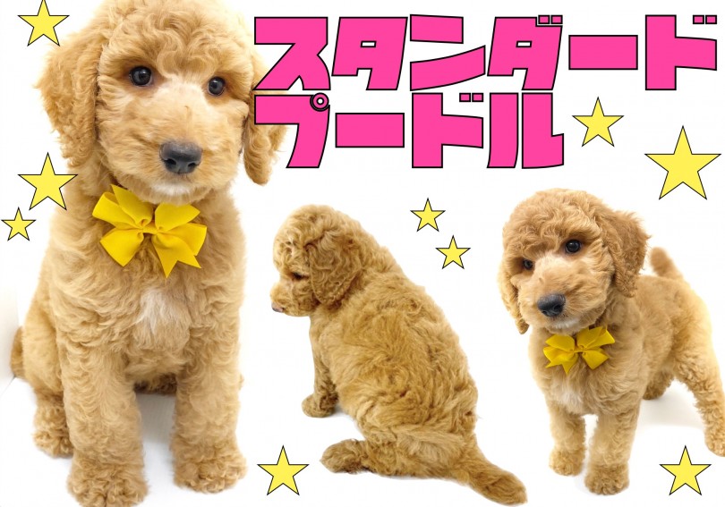 【 スタンダード・プードル 】アクティブな夏を一緒に過ごそう♪憧れの大型犬！