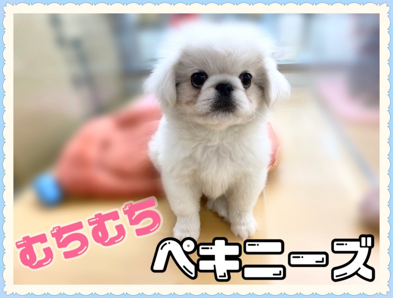【 ペキニーズ 】人も犬も猫もみんな大好き！性格が良すぎるペキニーズの男の子