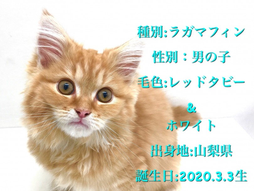 レッドタビー＆ホワイトの綺麗な縞柄、整ったお顔立ちのラガマフィンくん | ラガマフィン （150070） - 東川口店