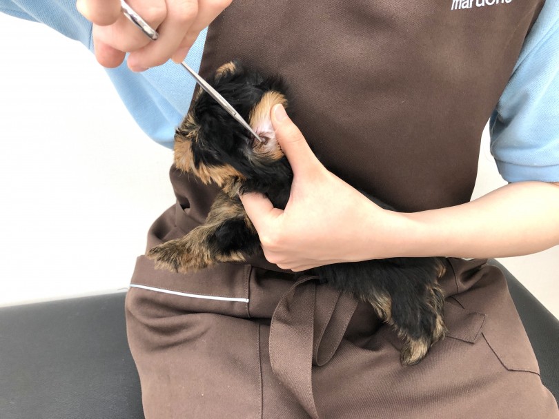 長毛のワンちゃんは耳の中の毛も伸びる | ヨークシャーテリア （512675） - 本羽田店