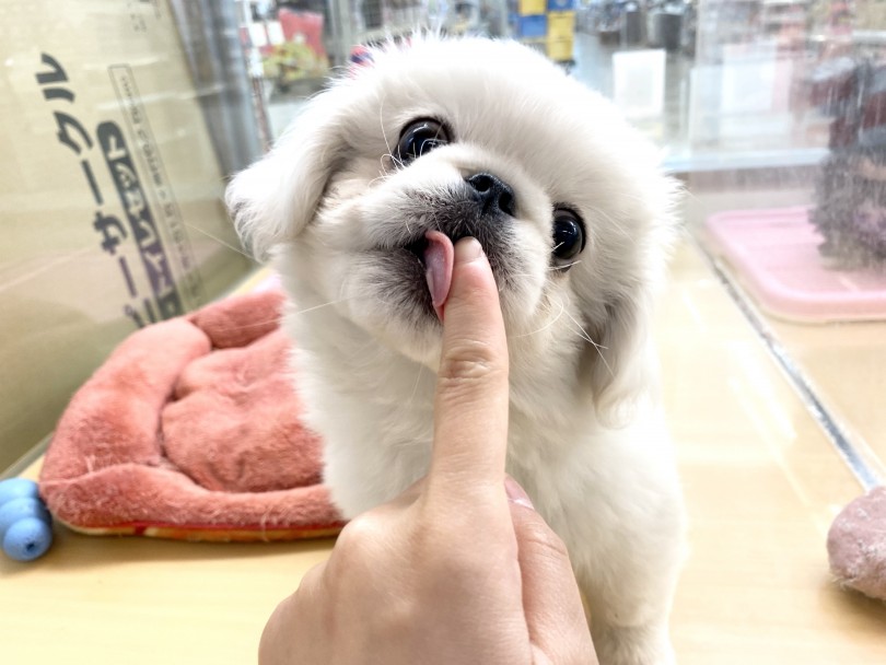 鼻ぺちゃ顔でむにっと膨らんだマズルは特に可愛い | ペキニーズ （118427） - 城山店