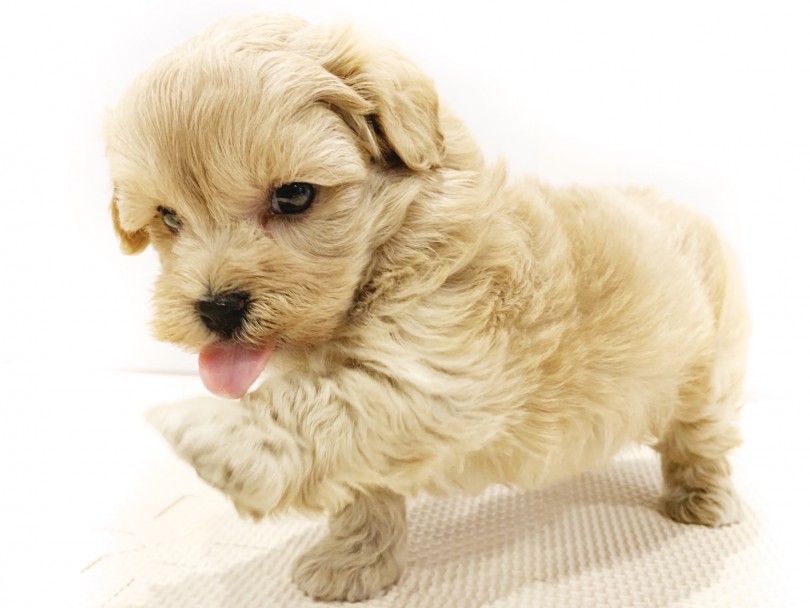 お子さんのいるご家庭や大家族の方でも飼いやすいわんちゃん | MIX犬 （11683） - 横浜 白楽店