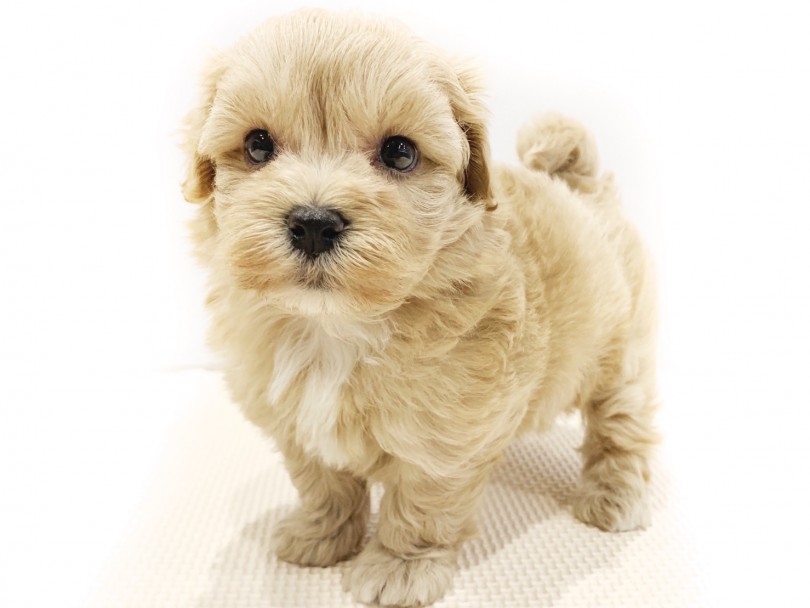 童顔のパピーフェイス | MIX犬 （11683） - 横浜 白楽店