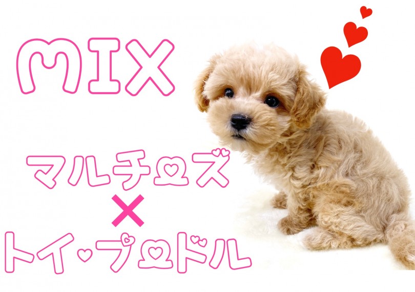 【 MIX 】最重要チェック！マルチーズ×トイプードルのマルプー男の子登場！