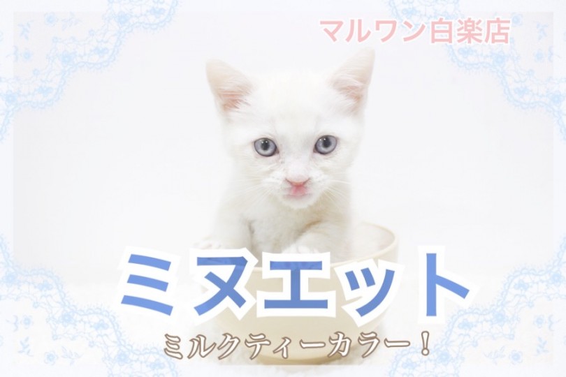 【 ミヌエット 】ほっこりミルクティーカラー！人気の短足ボディ！