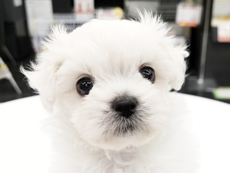 ふわふわの被毛はビションフリーゼちゃん譲り | MIX犬 （119227） - 梅島店