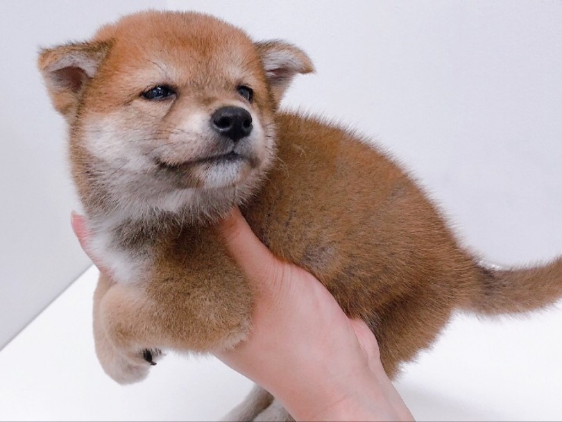 愛嬌のあるたれ目 | 柴犬 （150090） - 東川口店