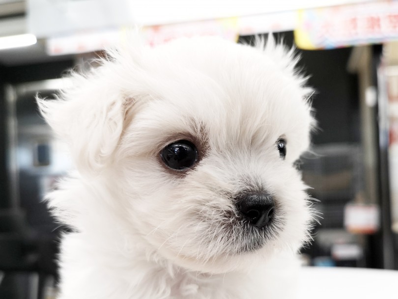 珍しいペキニーズとビションフリーゼのミックスちゃん | MIX犬 （119227） - 梅島店