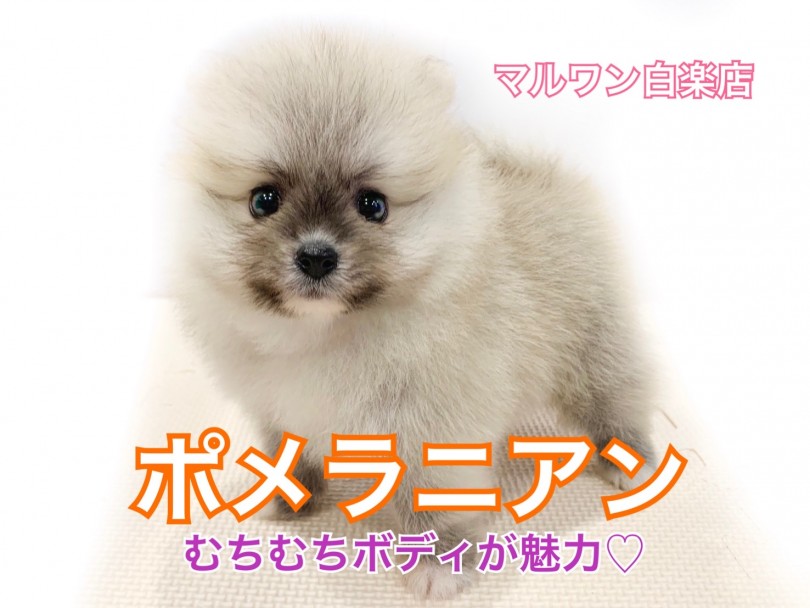 【 ポメラニアン 】超たぬき顔！むちむちのショートボディの持ち主♥