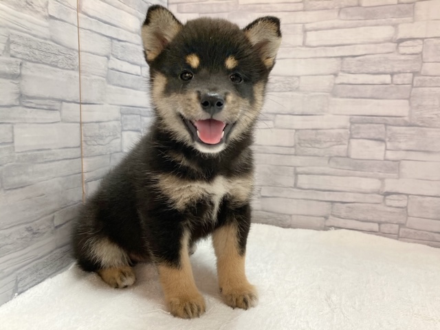 つぶらな瞳とまろ眉！ | 柴犬 （412905） - さいたま 武蔵浦和店